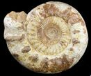 Massive, Wide Jurassic Ammonite Fossil - Madagascar #51855-1